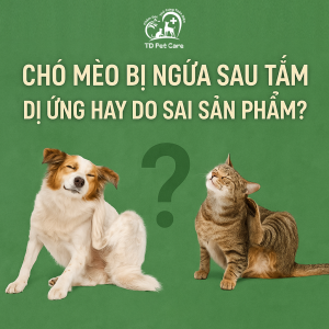chó mèo bị ngứa sau tắm