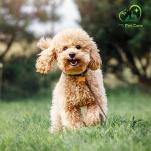 poodle