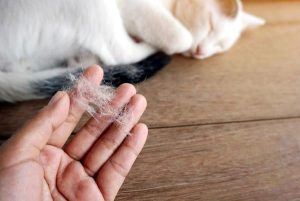 rụng lông ở chó mèo