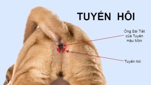 tuyến mồ hôi chó