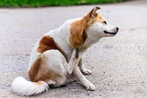 Chó bị ngứa gãi liên tục